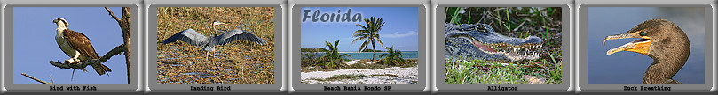 Bildershow Florida Startbild
