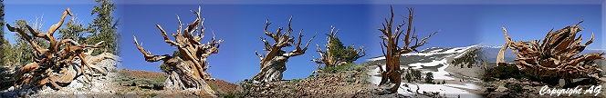 Eindrücke vom Ancient Bristlecone Pine